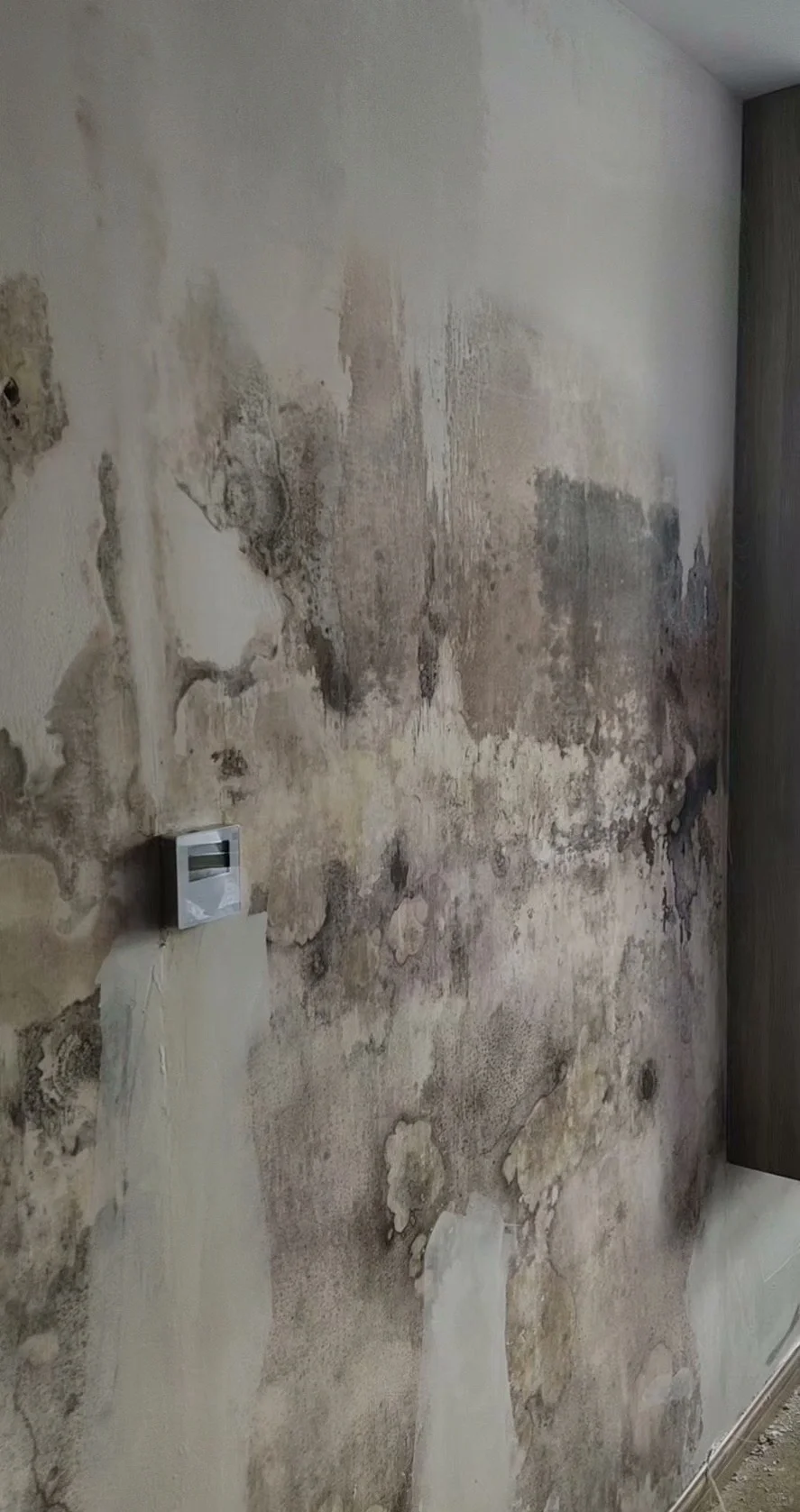 墙体发霉的危害与处置