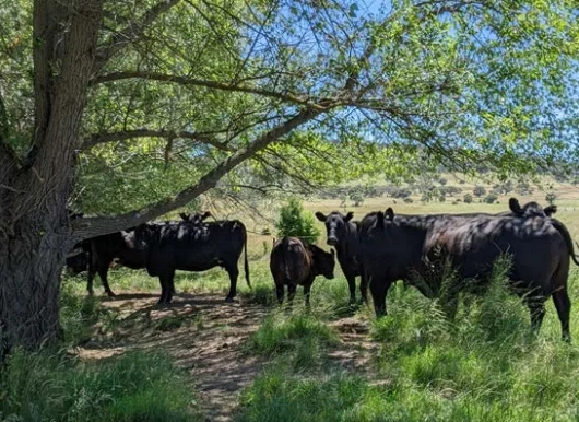 什么是水土修复