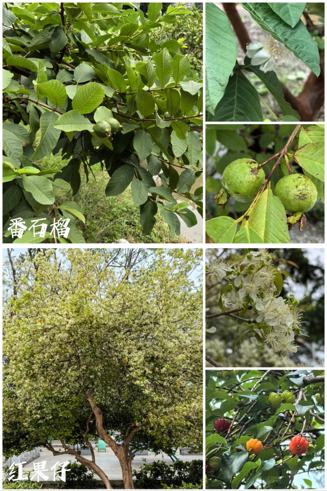 27种|岭南常见水果长成记