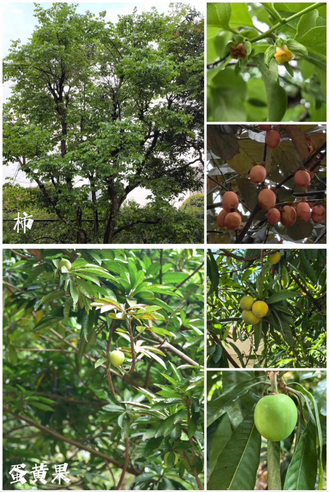27种|岭南常见水果长成记