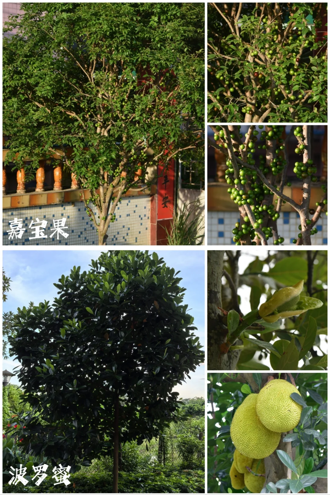 27种|岭南常见水果长成记