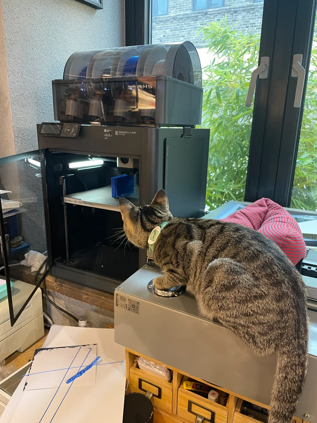 版画工作室里的猫咪鉴赏家?