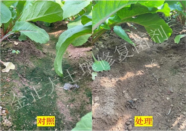 ?神奇宝藏?土壤修复菌剂，让土地重焕生机