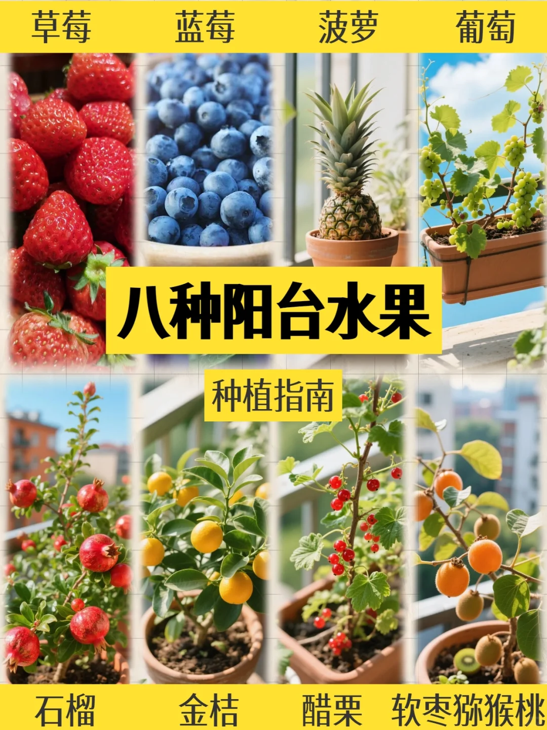 阳台变身小果园!款超适合阳台党的小众水果