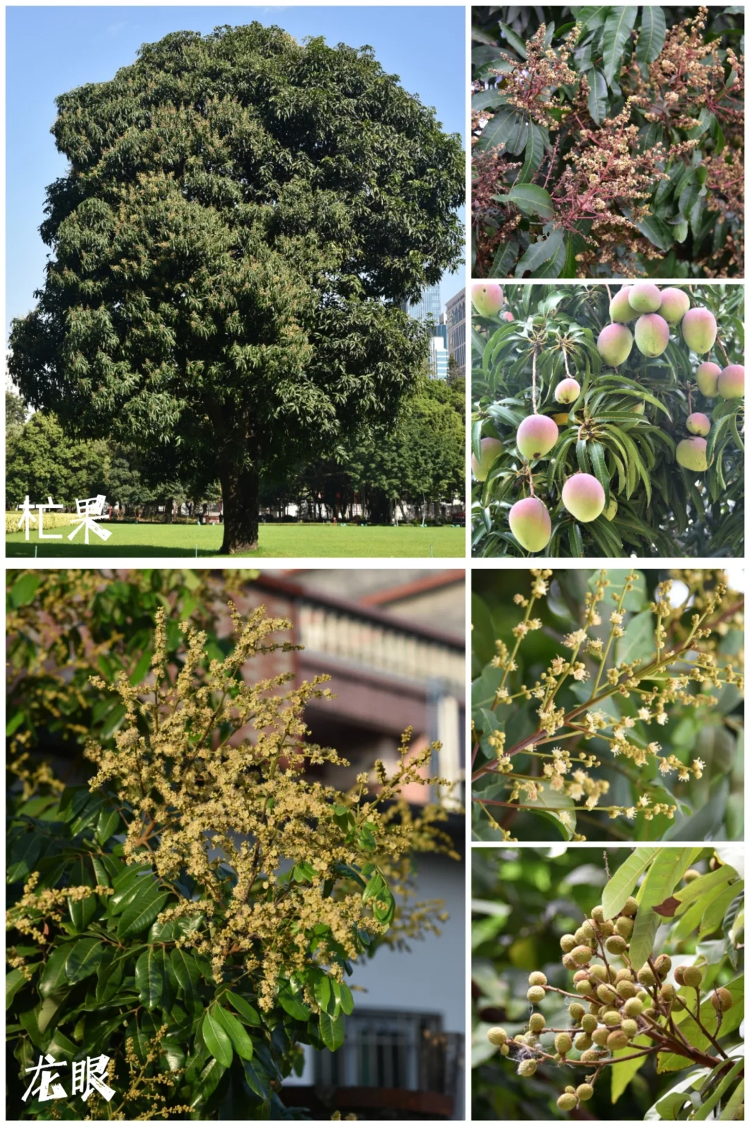 27种|岭南常见水果长成记