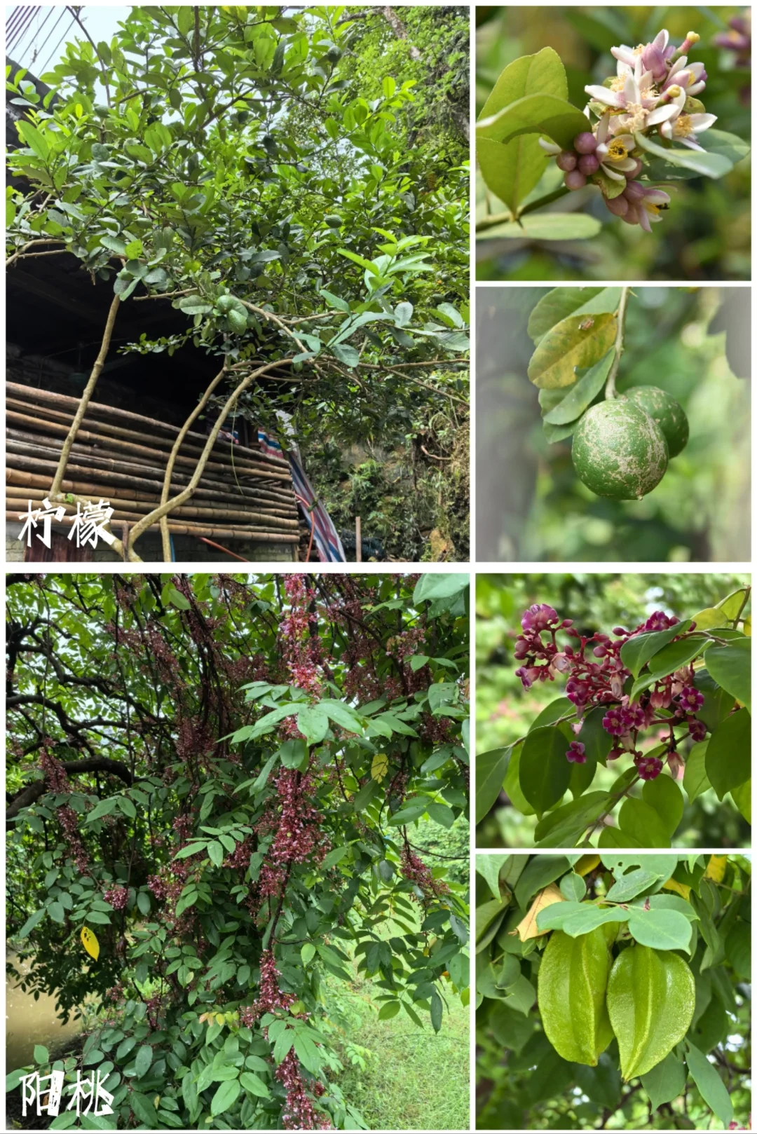 27种|岭南常见水果长成记