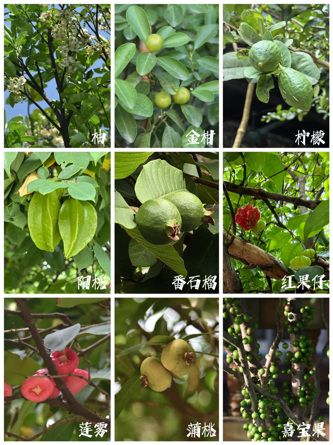 27种|岭南常见水果长成记