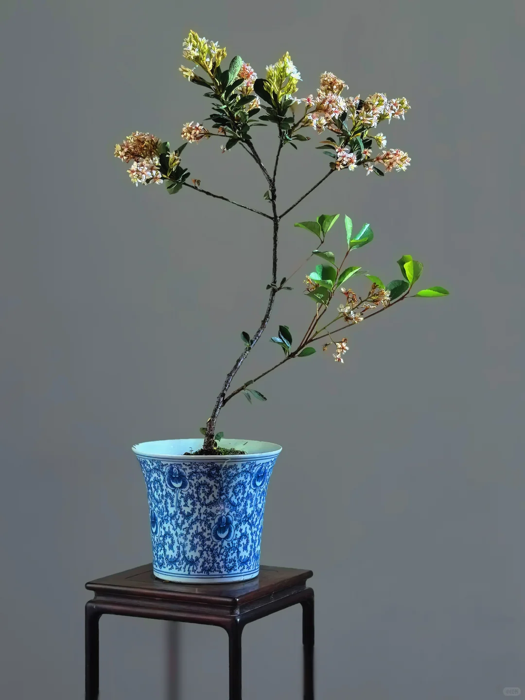 推荐几个提升茶室格调的绿植