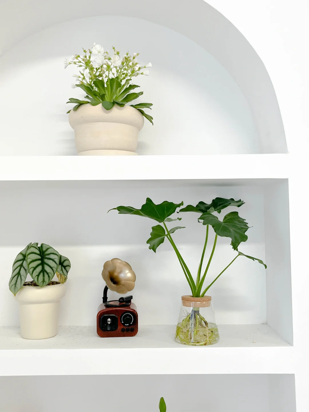 壁柜上植物这么摆更好看