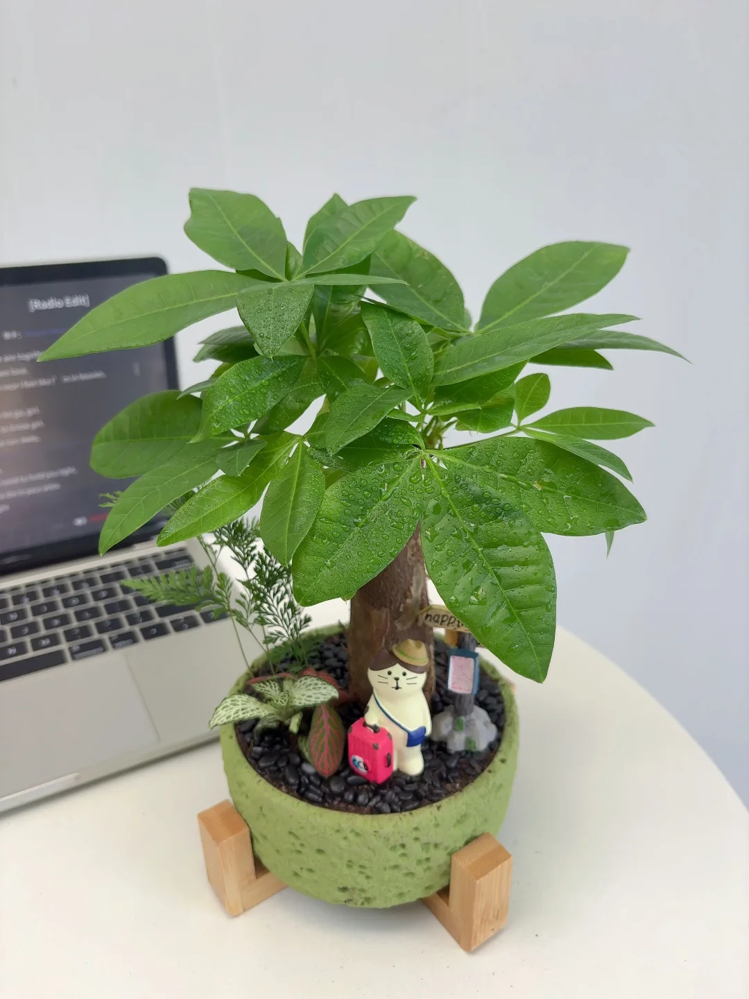 因为这个工位绿植?我不想下班了