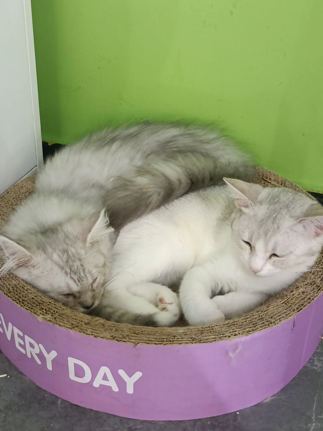 南京超值超便宜陶艺店!可撸猫撸小猪