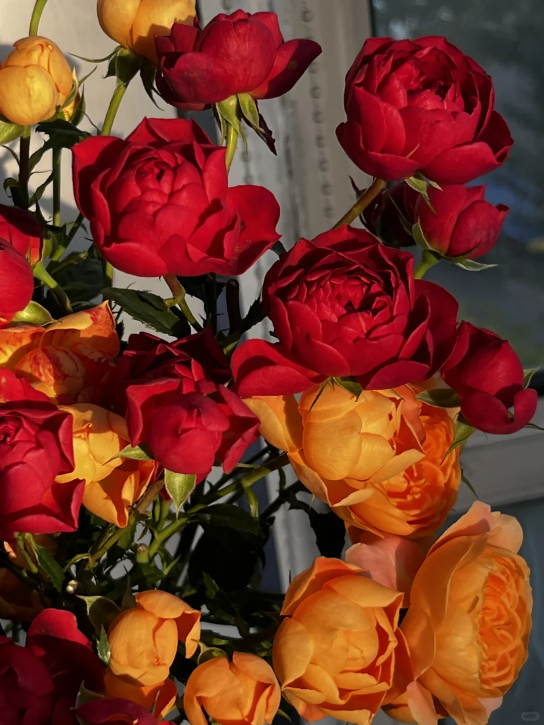 植艺的混色果汁