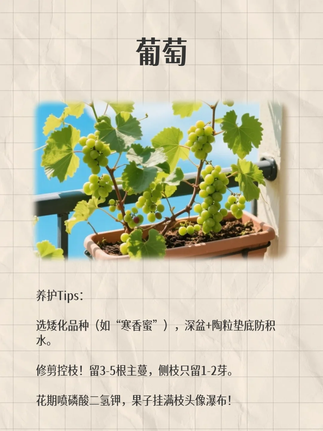 阳台变身小果园!款超适合阳台党的小众水果