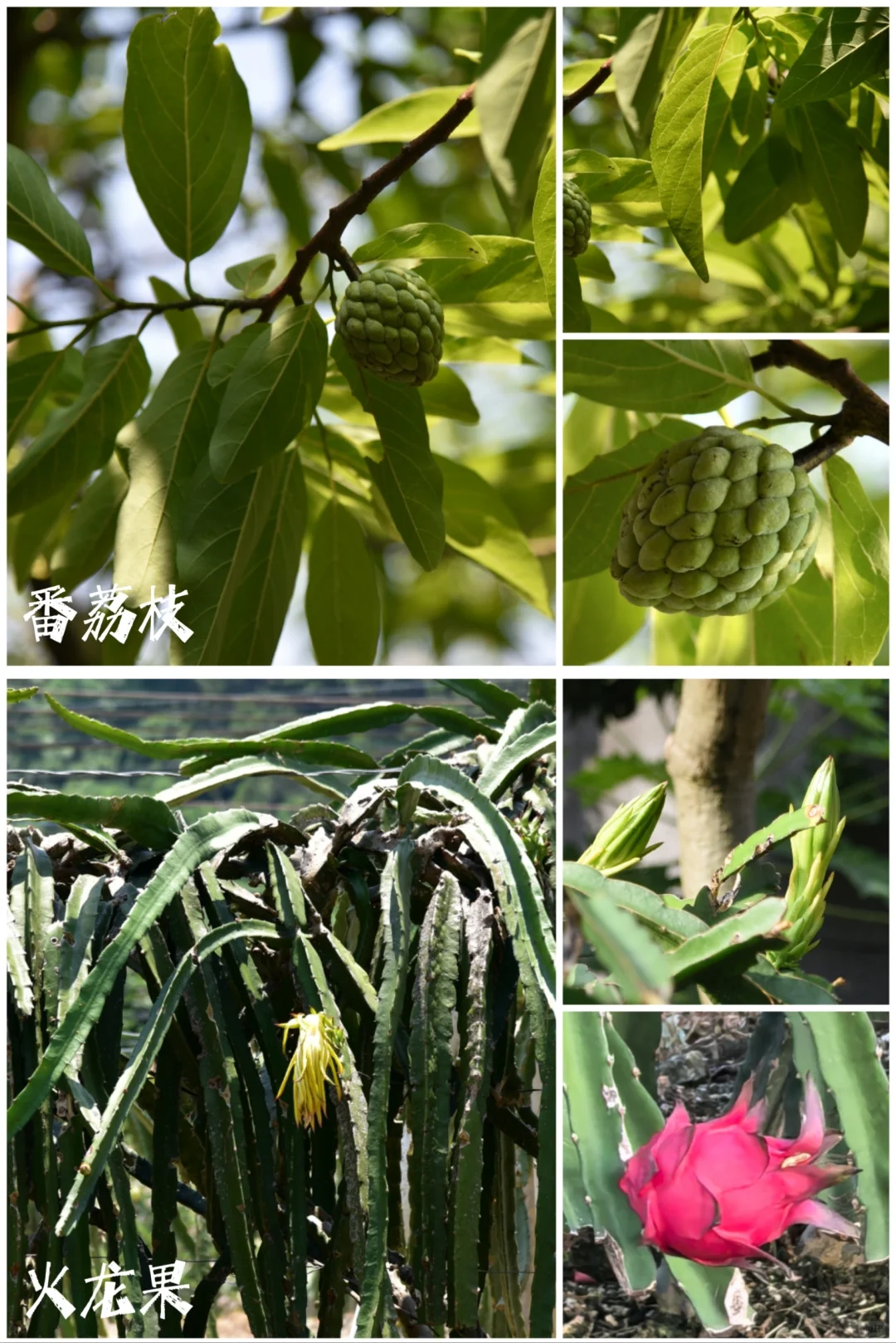 27种|岭南常见水果长成记