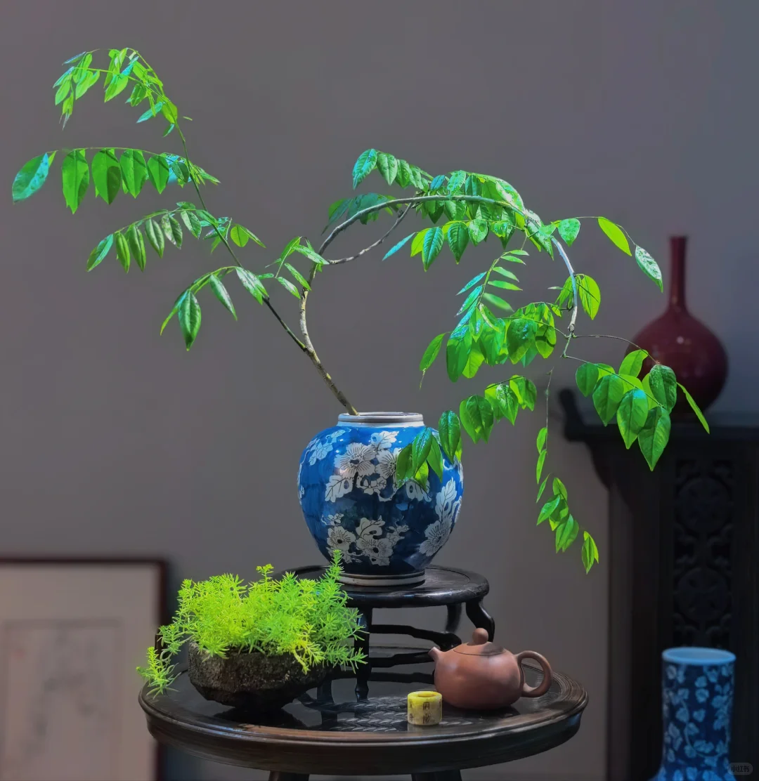 推荐几个提升茶室格调的绿植