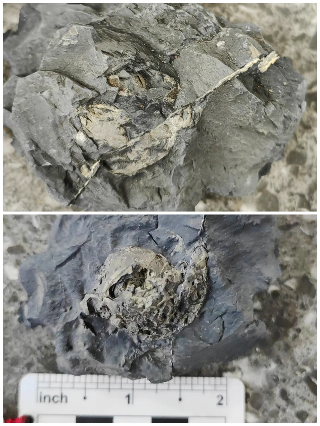 ?化石修复 | 见证古生物的“重生”