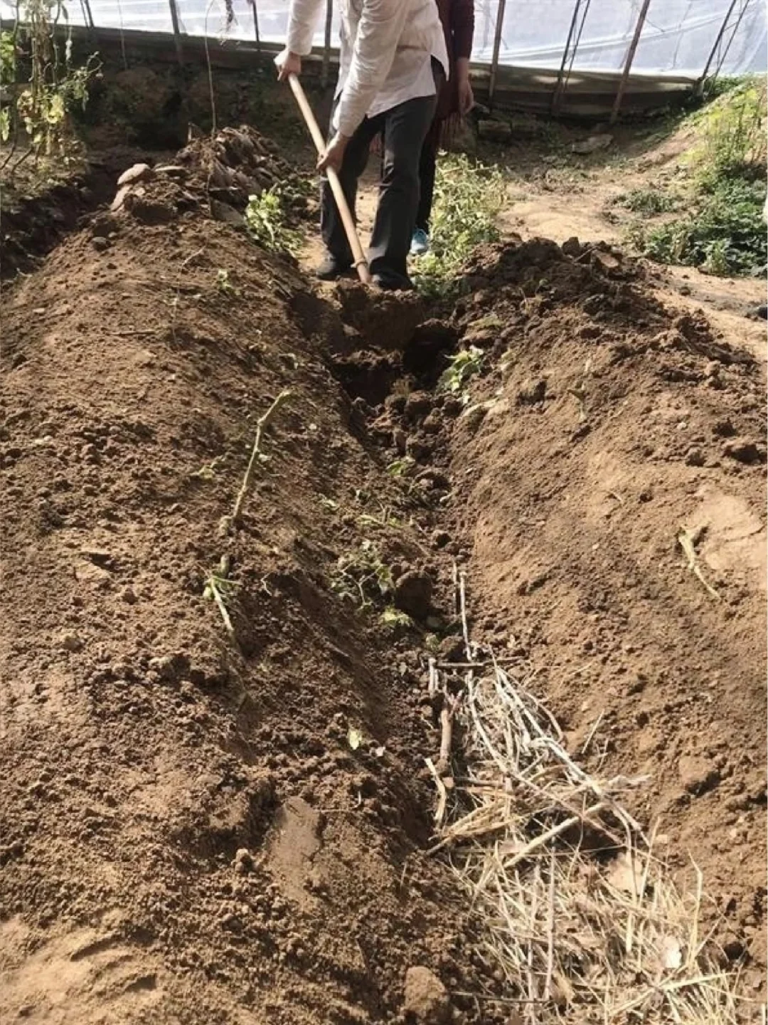 海绵永续土壤:生态垄01