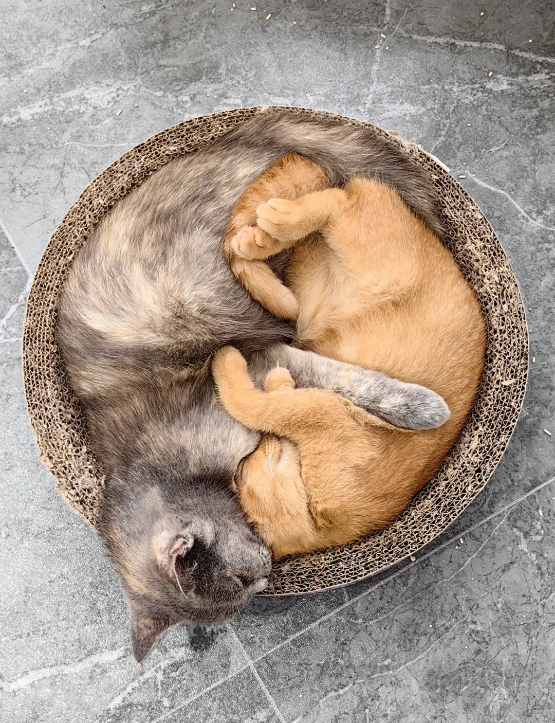 南京超值超便宜陶艺店!可撸猫撸小猪