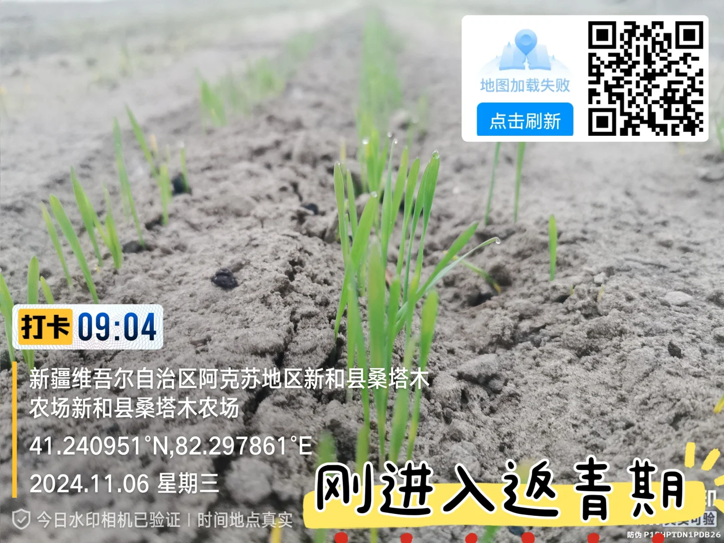 新疆盐碱地改良前后!太震撼了!