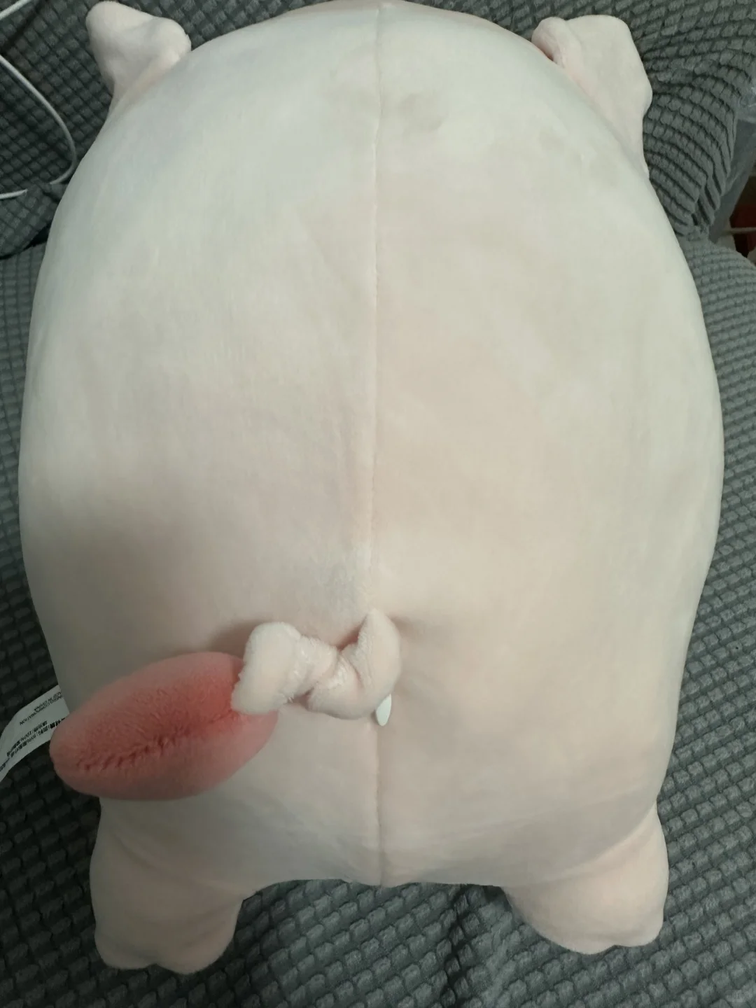 又给猪猪做手术了~