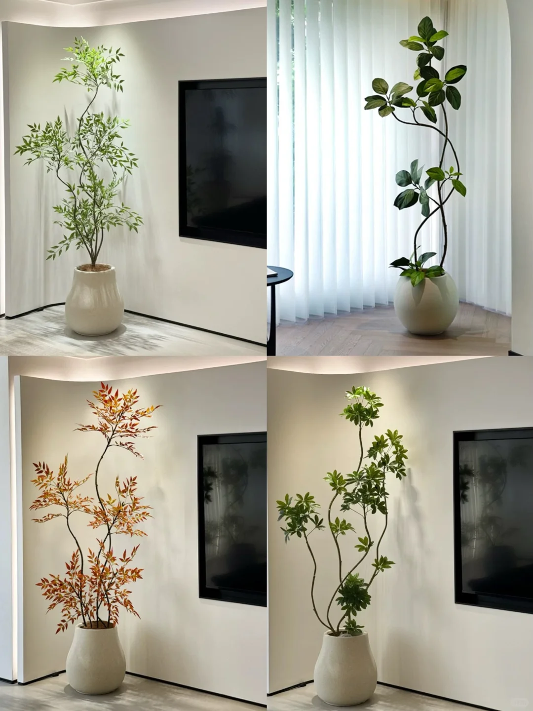 分享四款新家不会出错的装饰绿植