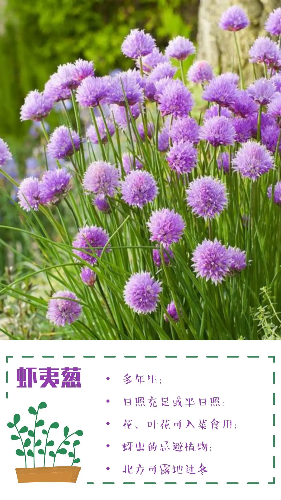 可食花园不可缺少的高颜值蔬菜