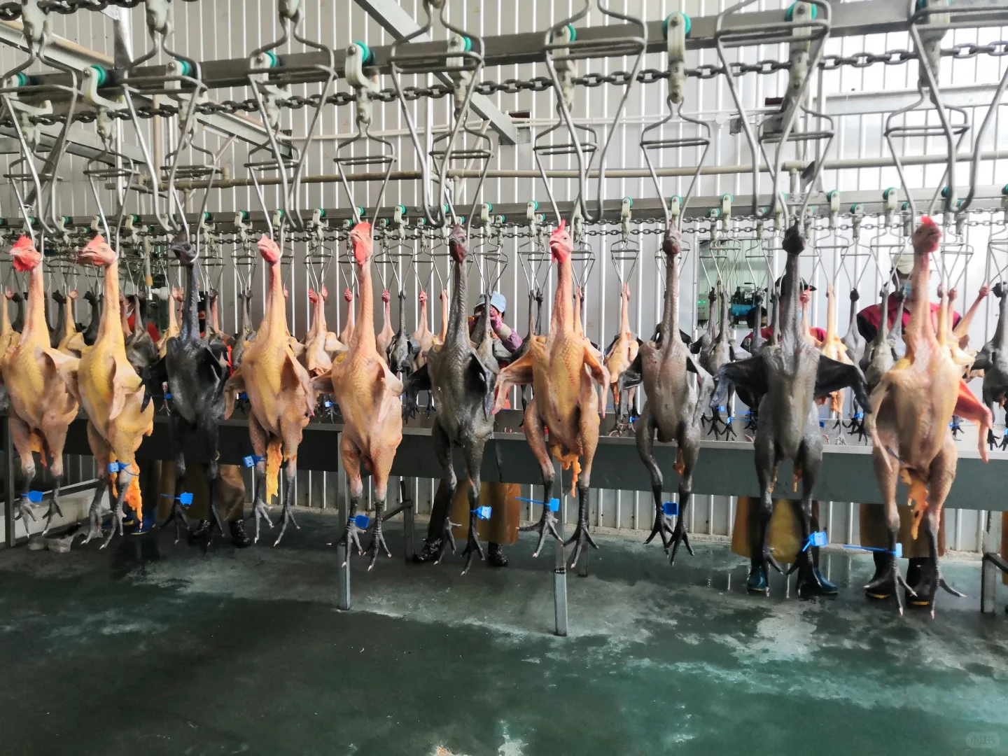 欢迎参观马杨屠宰厂,欢迎采购滇哥鸡!