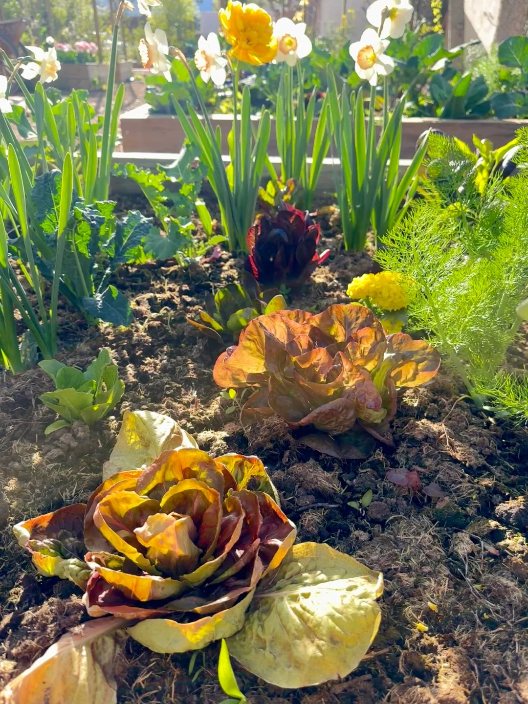 刷到什么学什么吧，教你认菜?