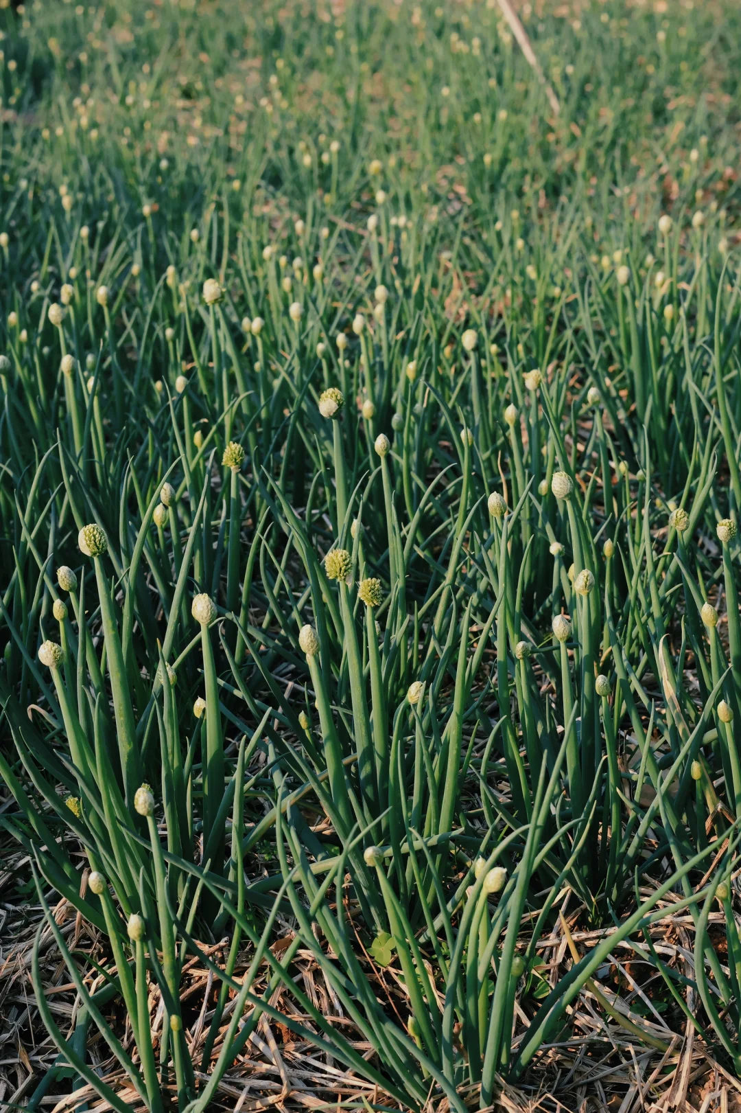 “15”「关于菜园治愈的文案」