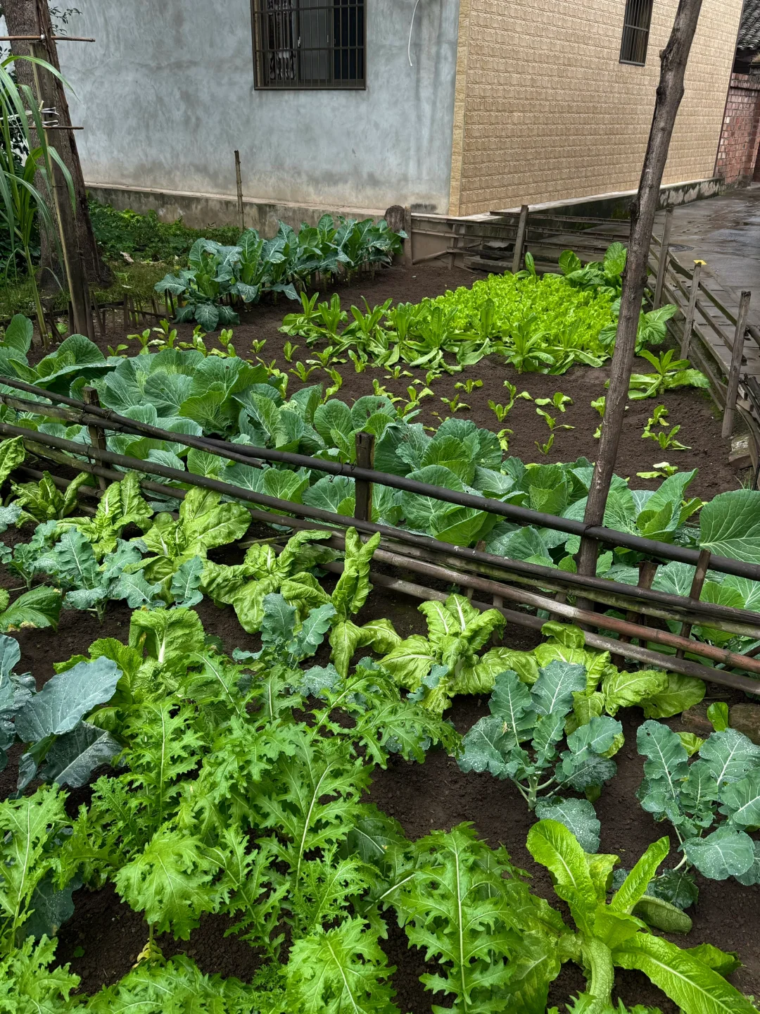 “天呐:永远没有一根杂草的菜地……”