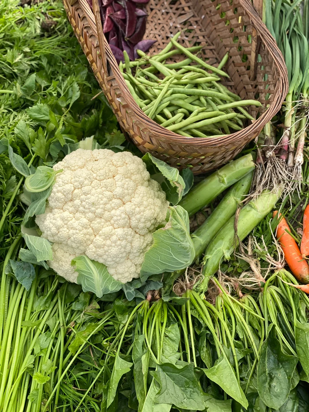 去田里买菜这件事太有情绪价值啦❤️☀️?