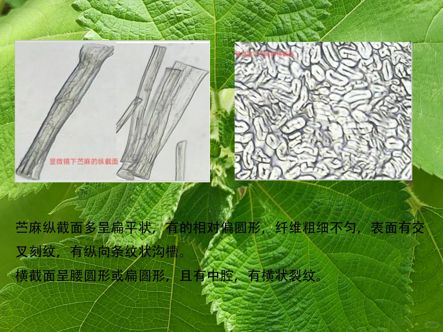 你的衣服真的是苎麻做的吗？一一苎麻鉴别篇