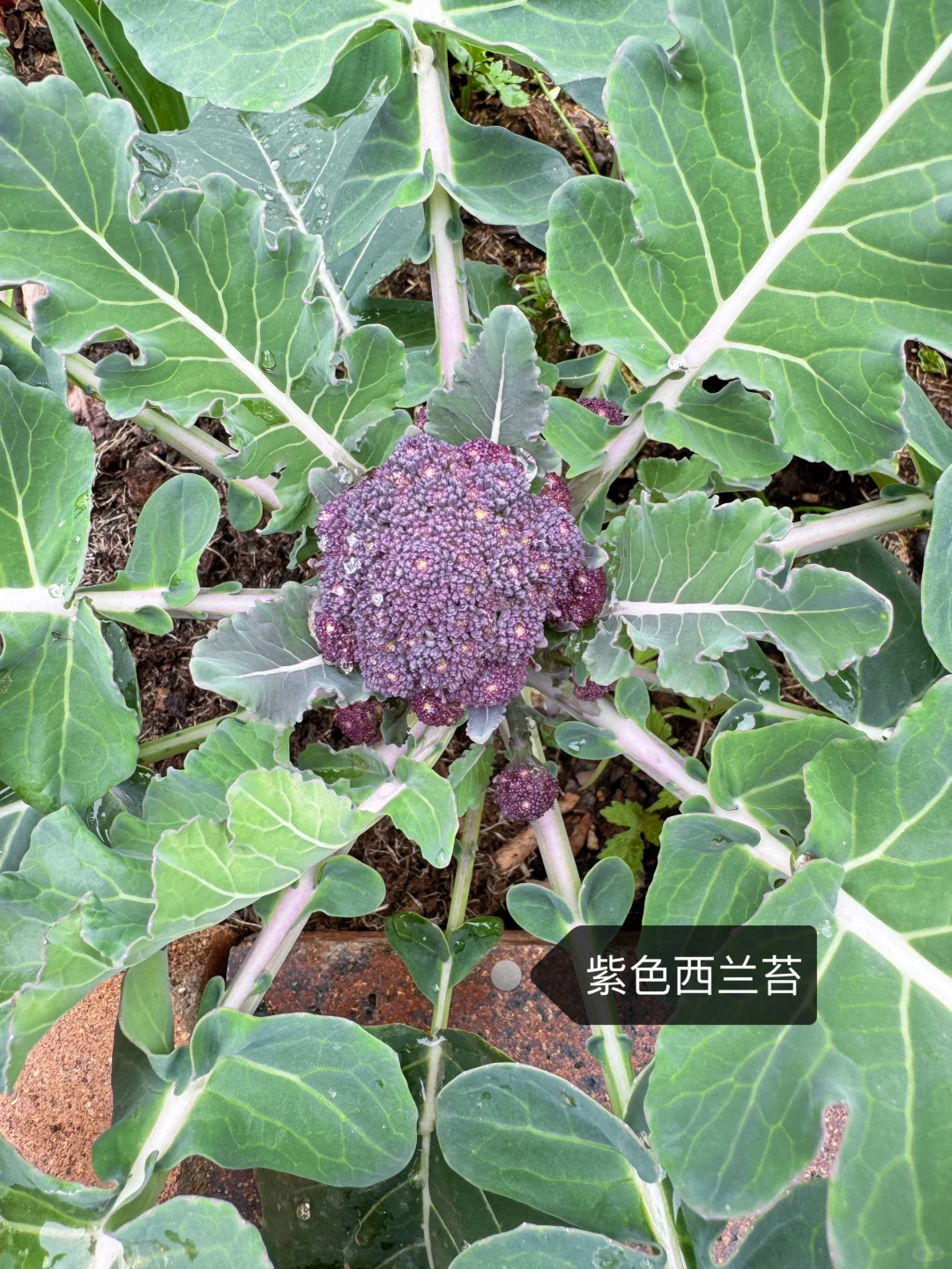 刷到什么学什么吧，教你认菜?