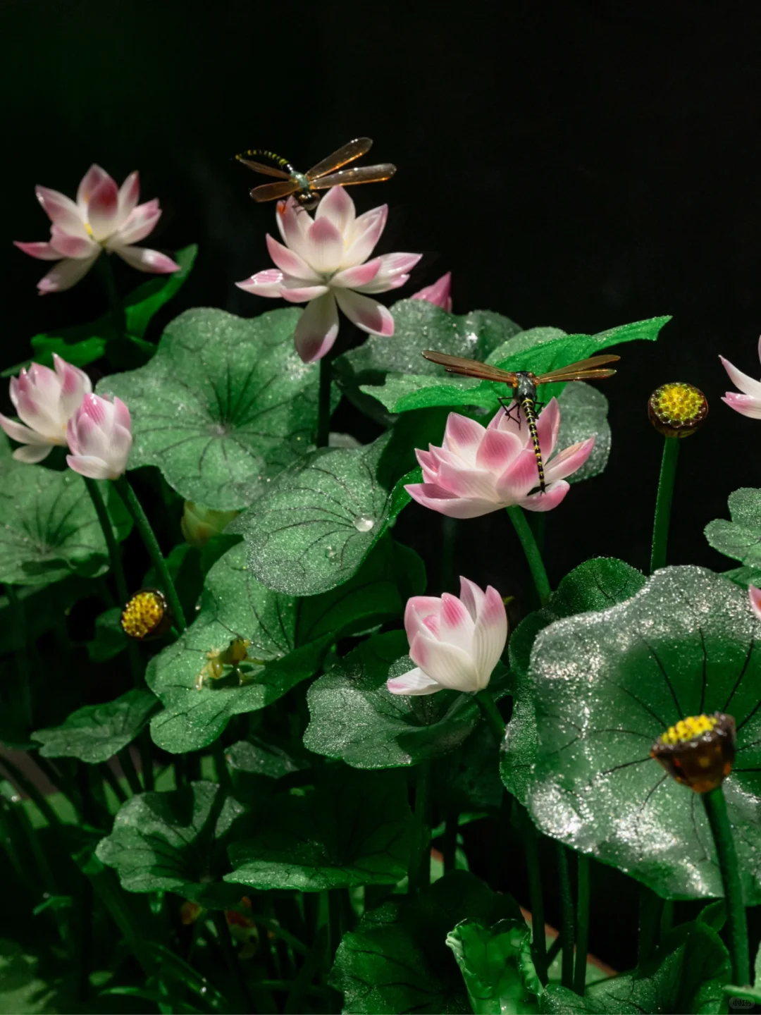 为了看这永不凋零的浪漫，特意来了趟淄博！