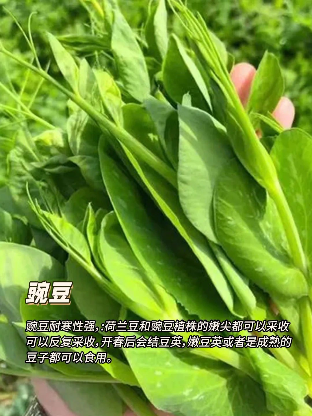12月种什么菜?9种耐寒蔬菜，好吃又好种