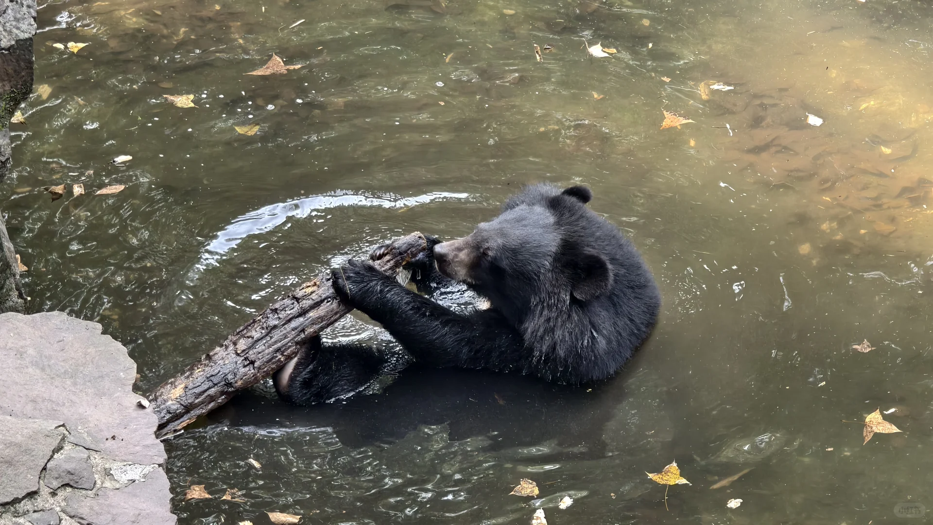 特种兵之杭州动物园