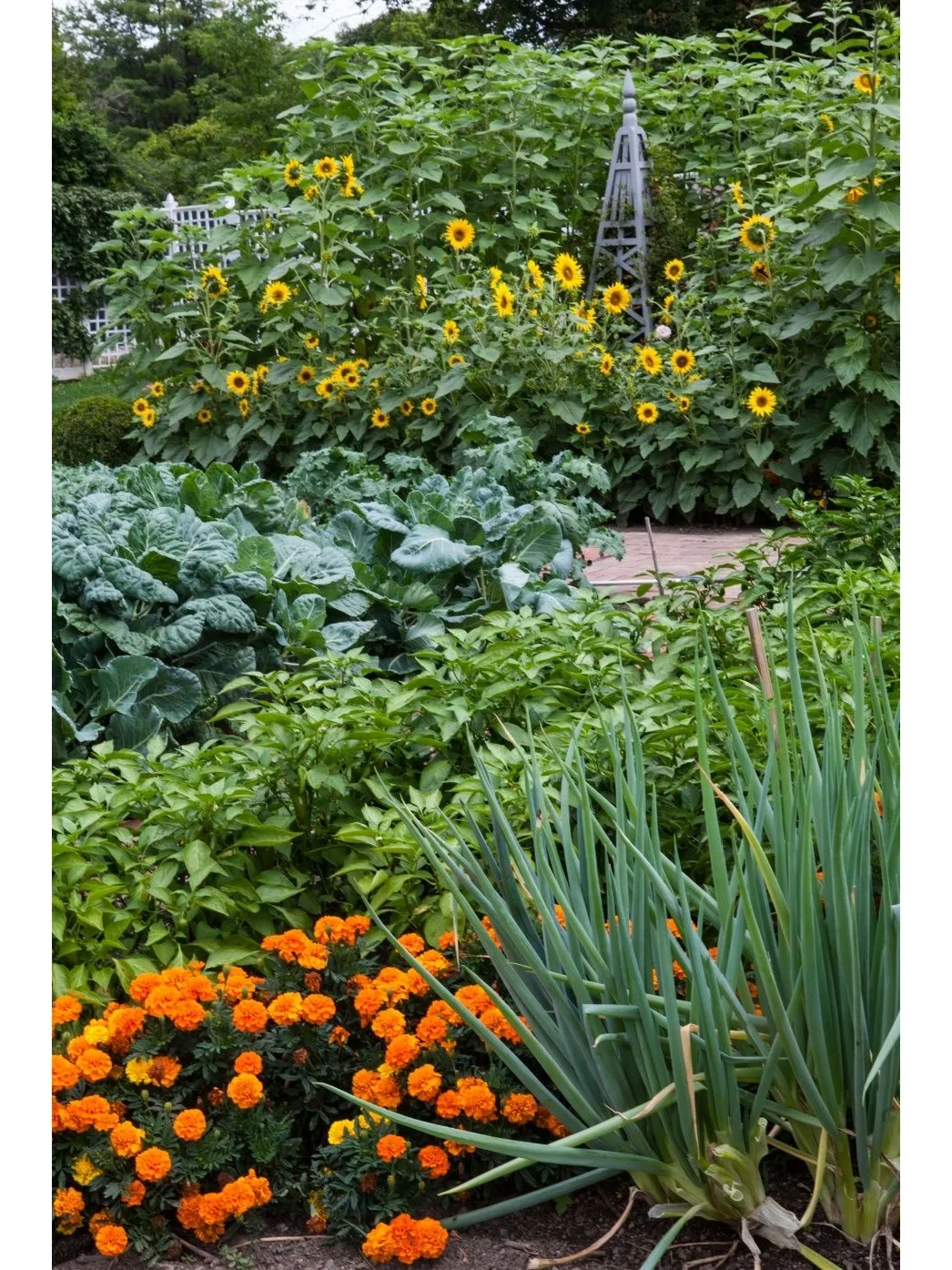 14个缤纷可食花园场景·蔬菜搭配美学