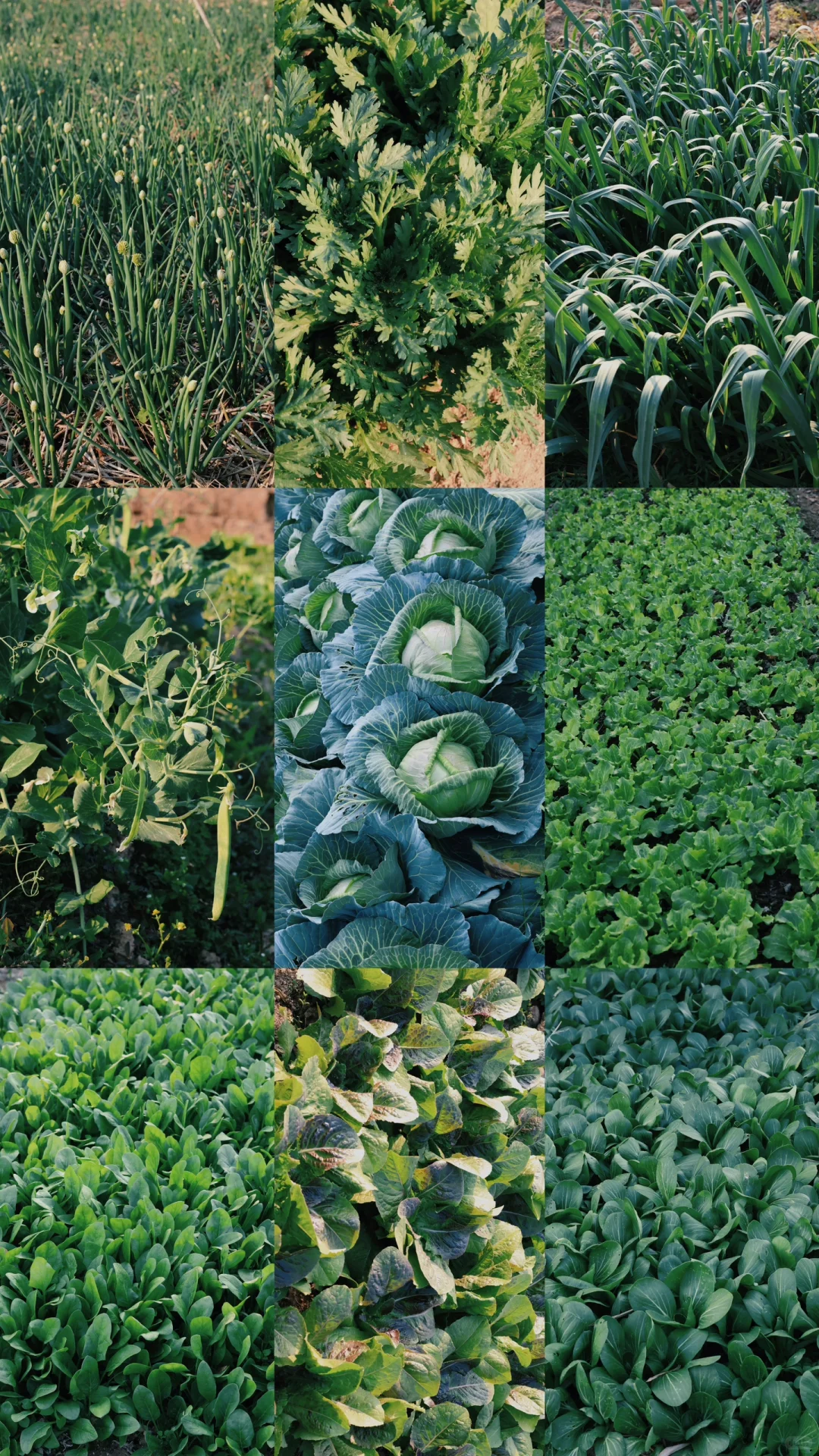 “15”「关于菜园治愈的文案」