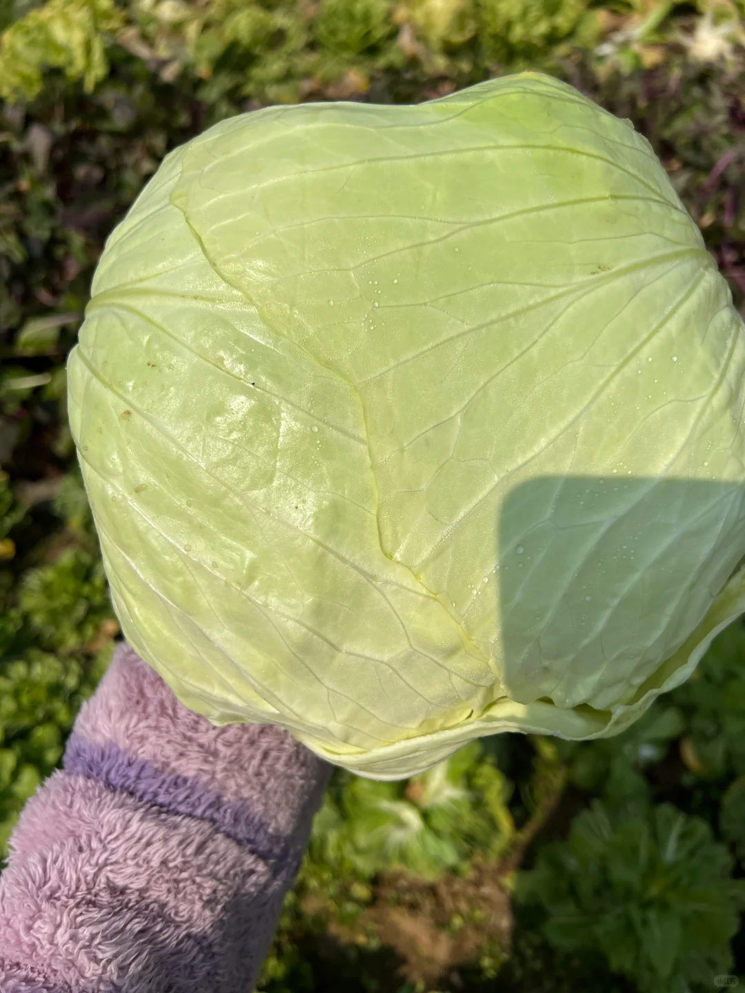 ?补上篇放不下图的冬季蔬菜?