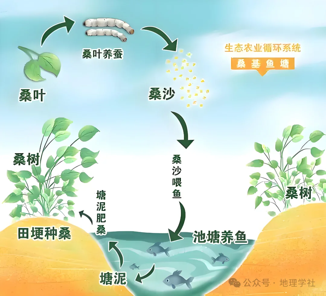 考点探析 | “桑基鱼塘”生态农业模式