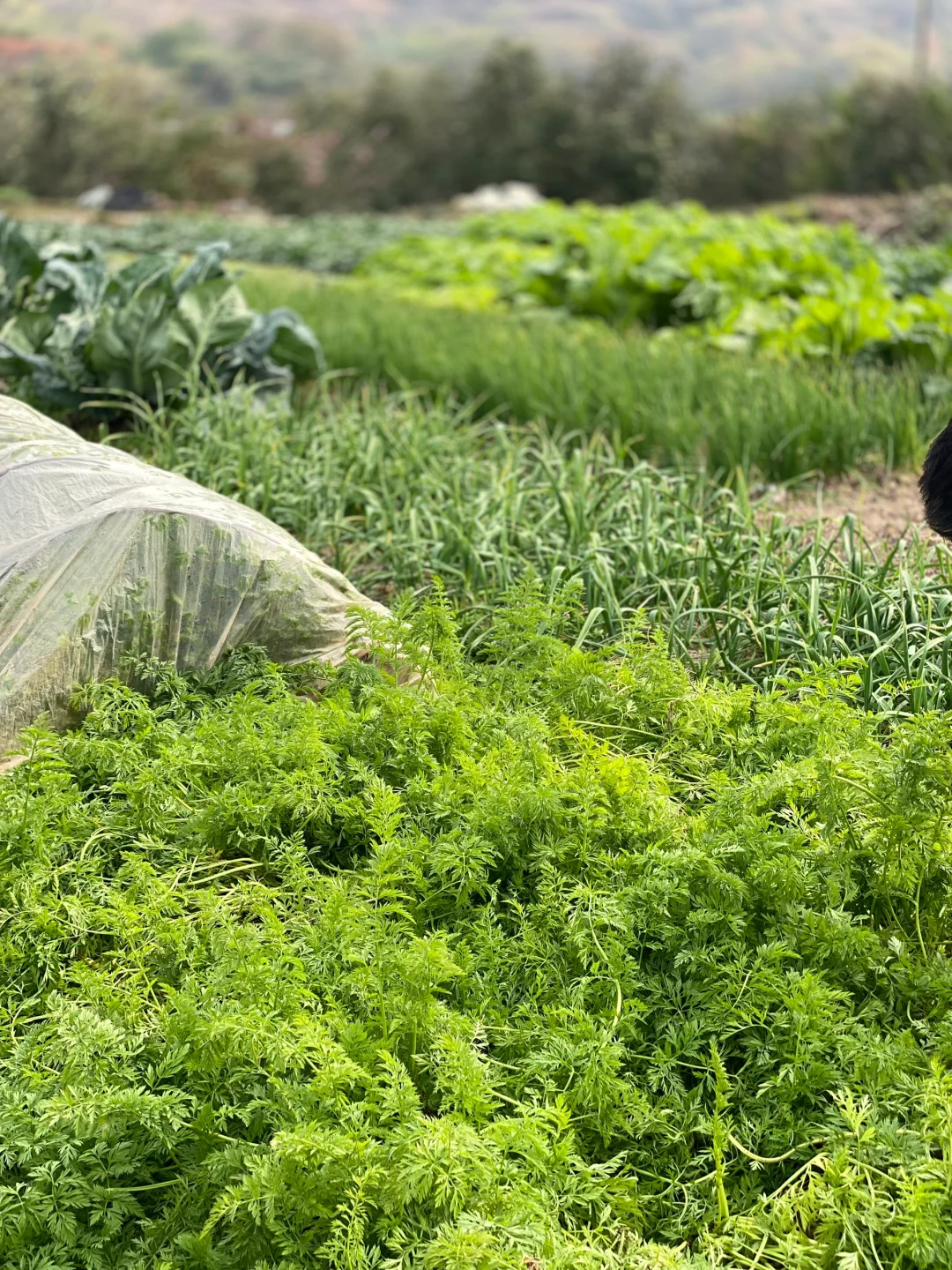 去田里买菜这件事太有情绪价值啦❤️☀️?