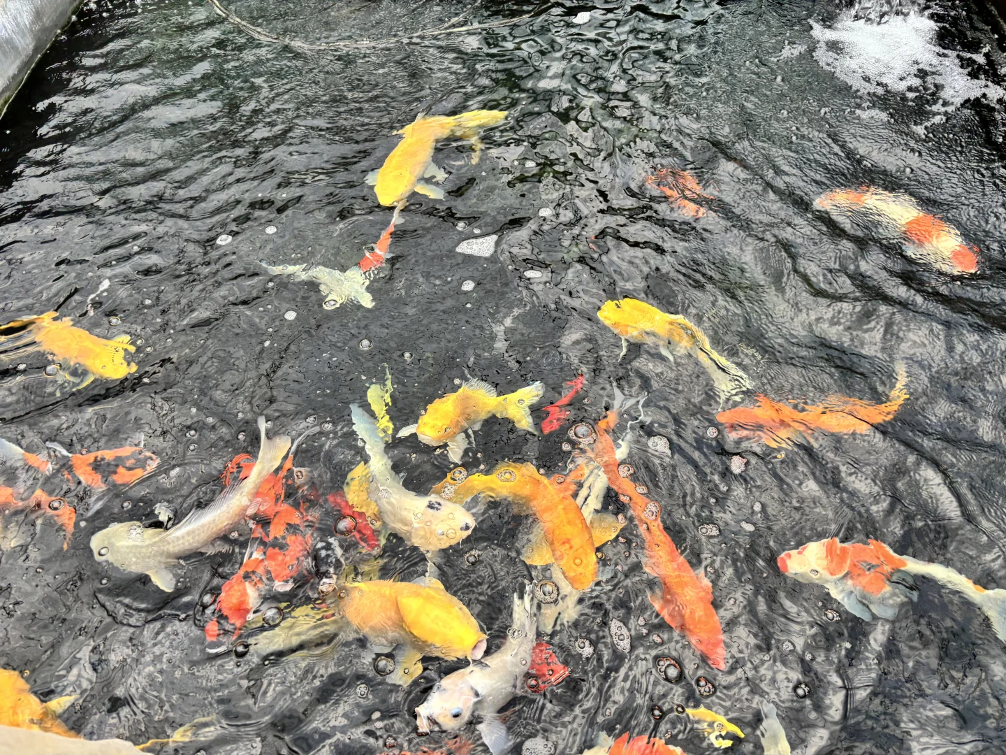 鲜活水产航空运输指南