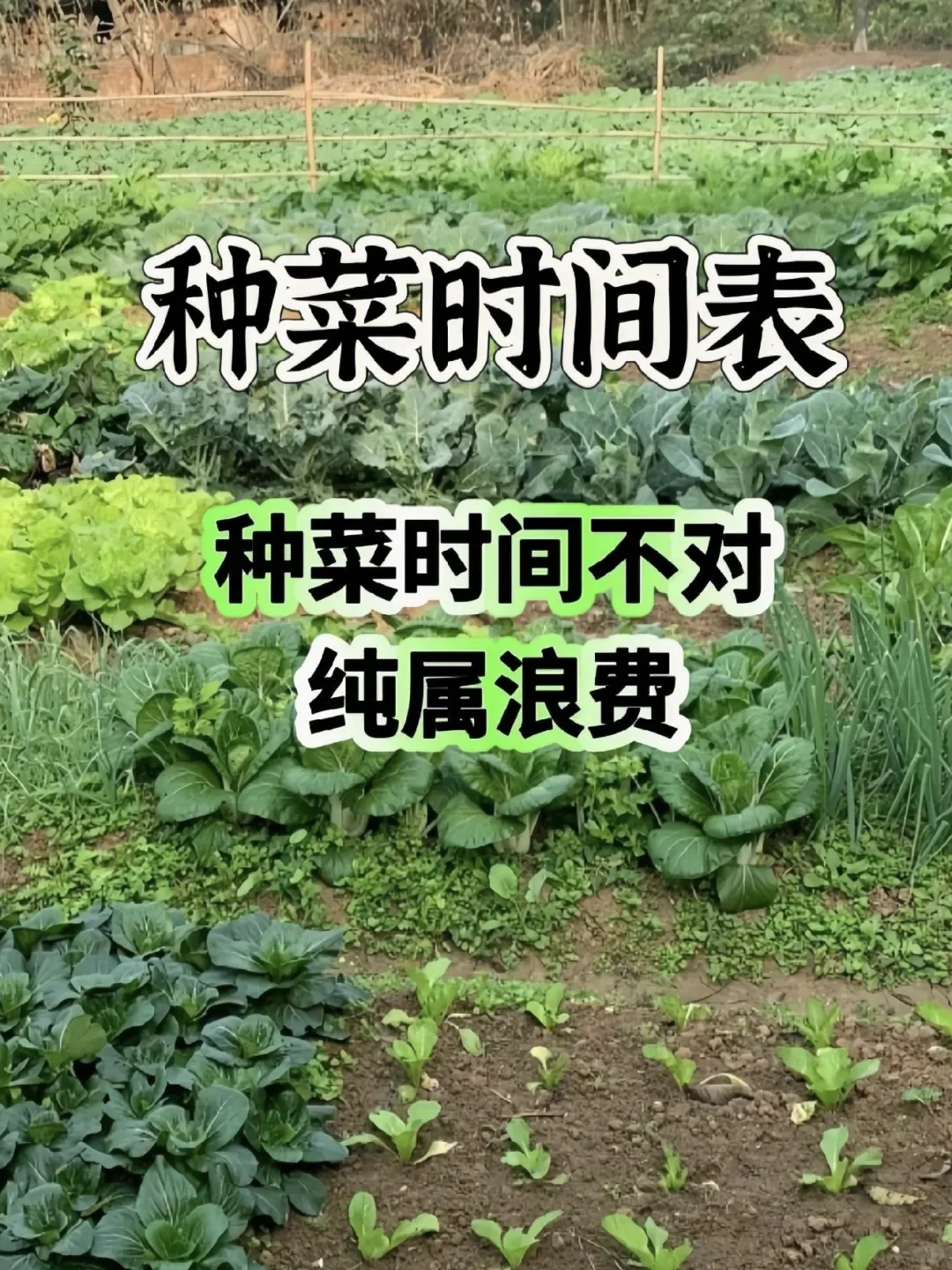 种菜时间表！
