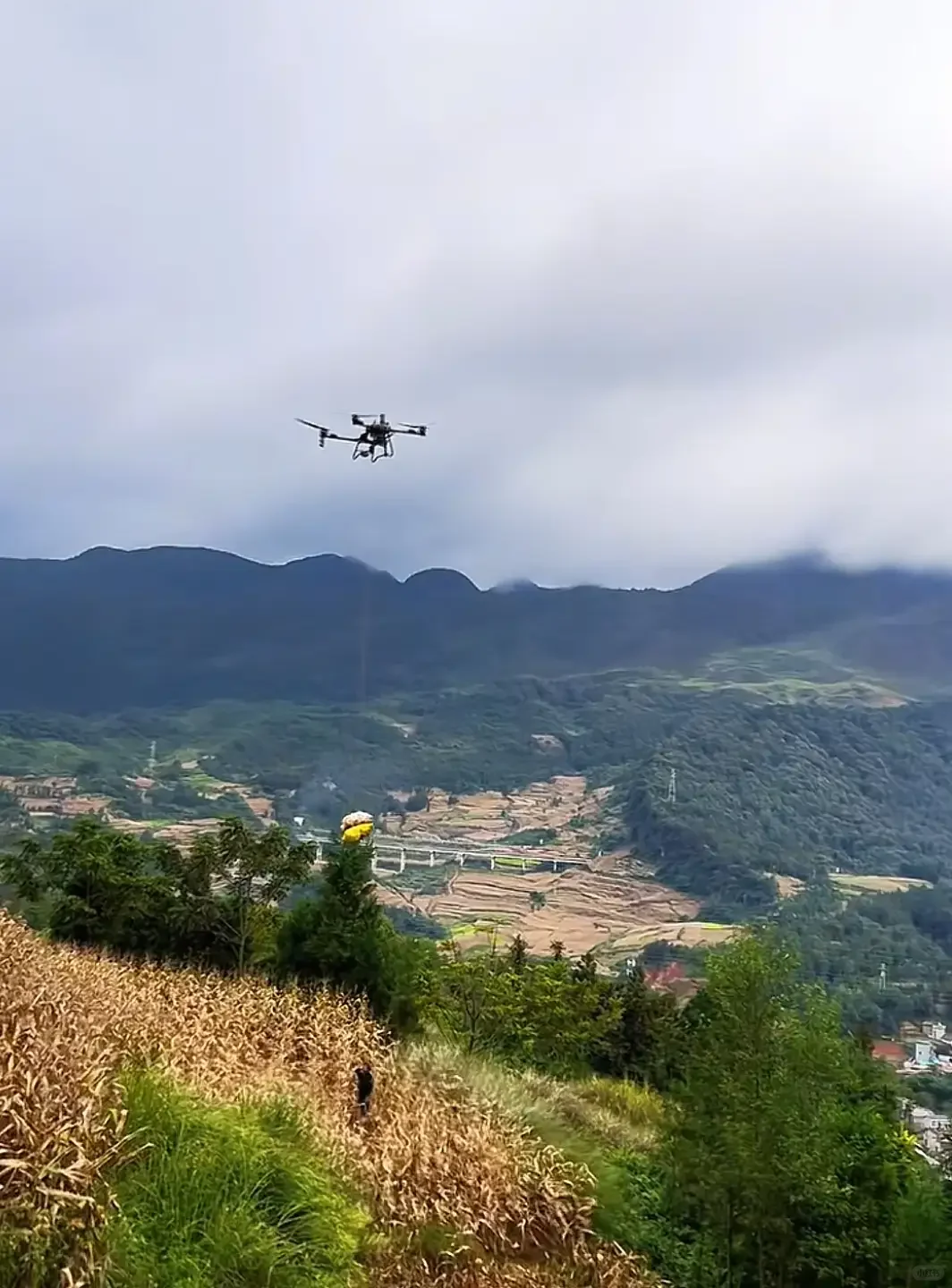 云南村民用无人机收玉米 现代农业仰仗科技