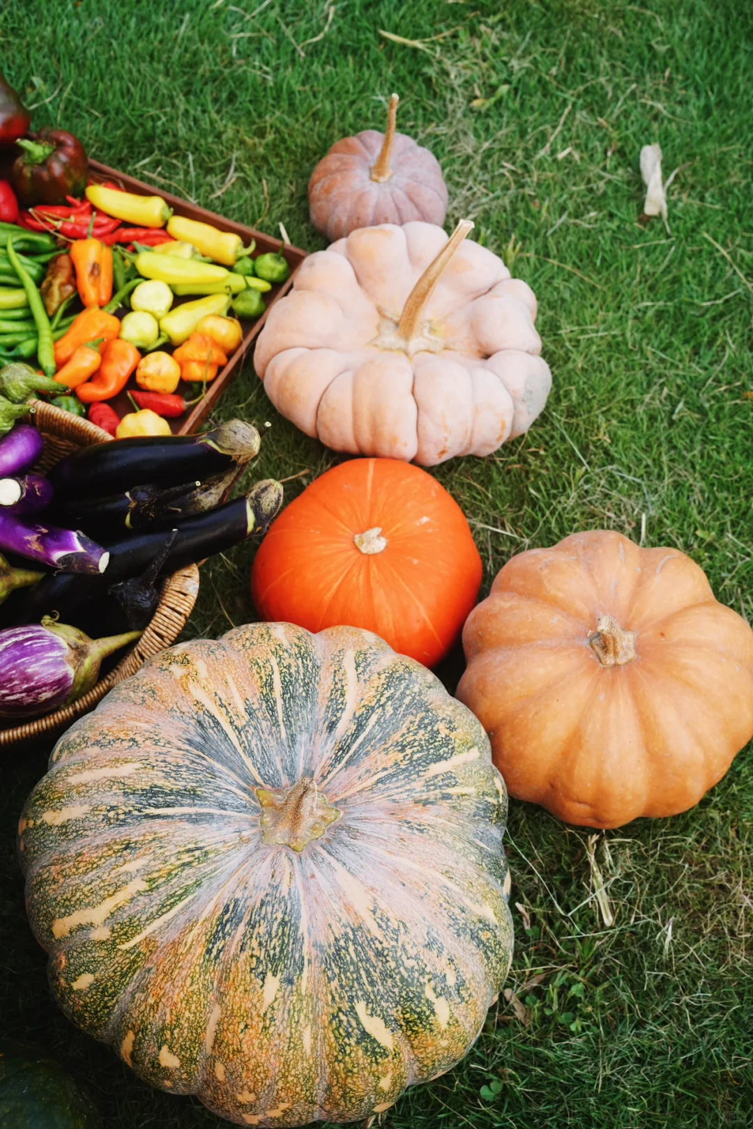 夏季的菜园就是最好的调色盘?