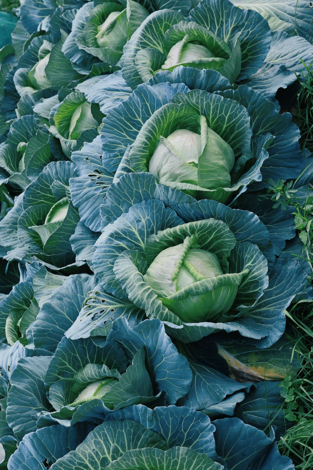 “15”「关于菜园治愈的文案」