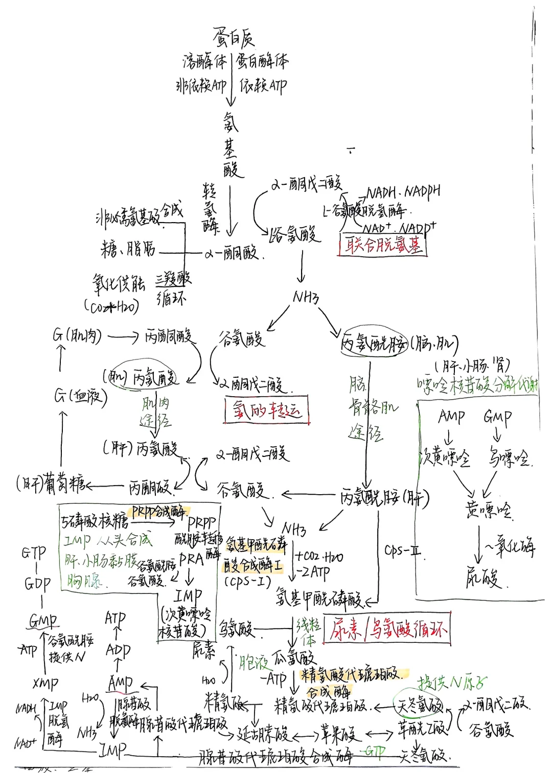 生物化学|笔记合集