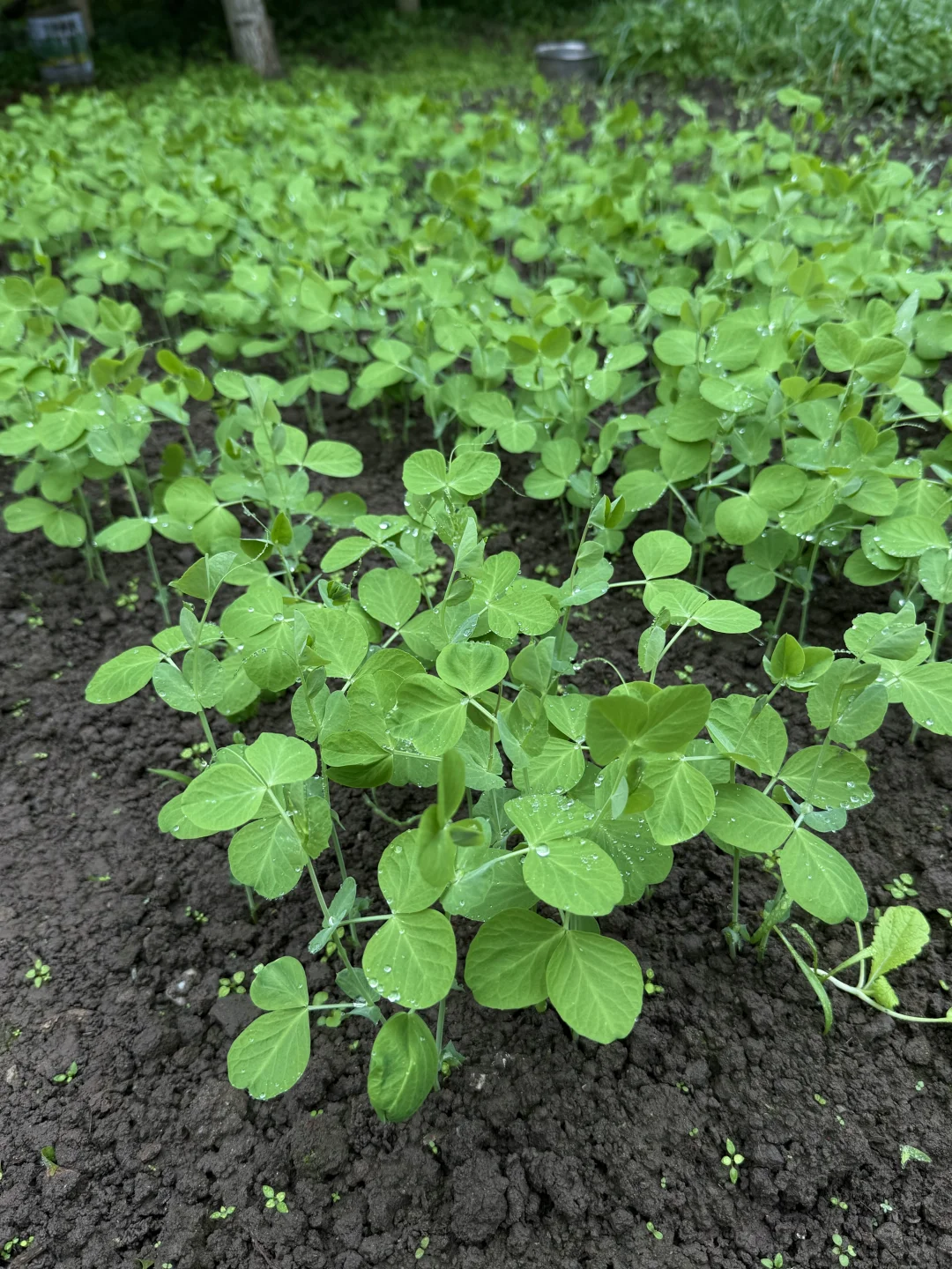 “天呐:永远没有一根杂草的菜地……”