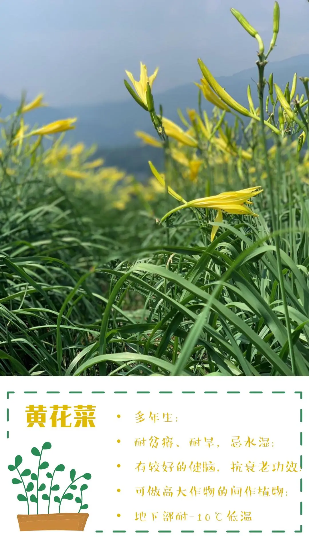 可食花园不可缺少的高颜值蔬菜