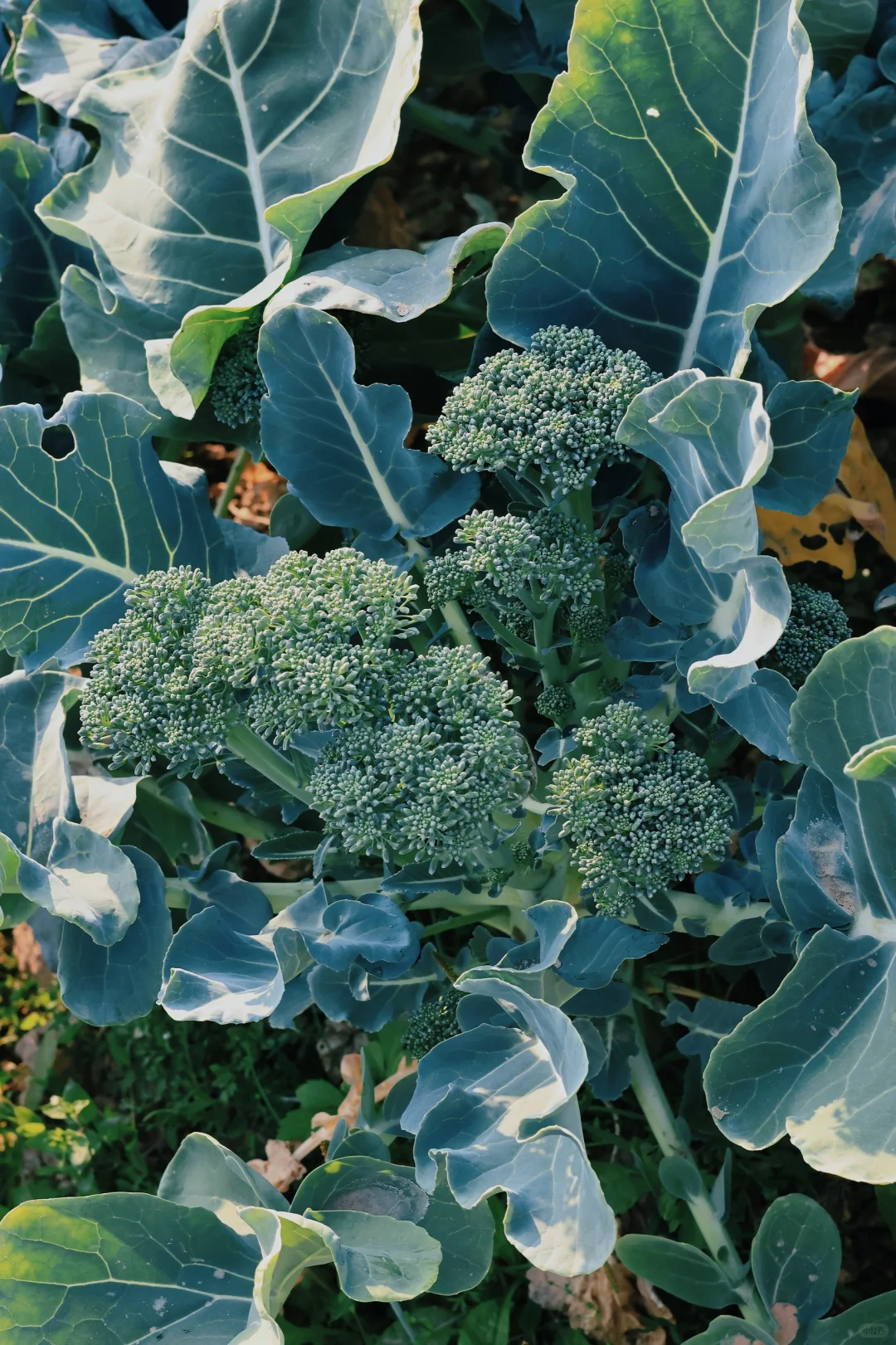 “15”「关于菜园治愈的文案」